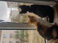 Kedi Sahiplendirme (2 veya 1 Kedi)