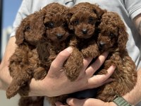 Petmode Köpek Çiftliğinde Ziyarete Açık Toy Poodle