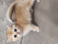 British Shorthair Golden Yavru