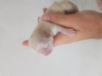 Terrier yavrular dişi erkek mevcut