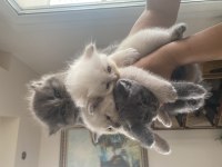 4 adet british shorthair yavrularımız