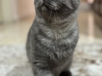 7 Aylık Scottish Fold Kedimiz Sahiplendirilecek