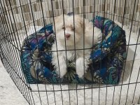 Maltese terrier erkek