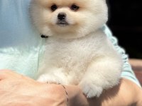 BİBLO POMERANİAN BOO TEDDY FACE