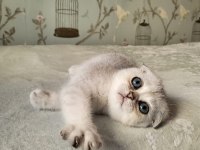 Scottish fold silver point