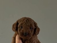 Mini toy poodle yavru red browen