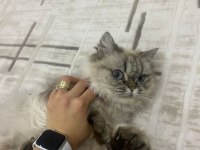 Doğduğundan beri bizde evimizin british longhair maskotu