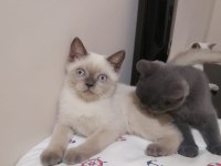 British shorthair iki buçuk aylık yavrular