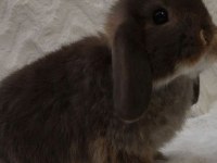 LOP TAVŞANLARIMIZ GÜN İÇİ GÖNDERİM MEVCUT