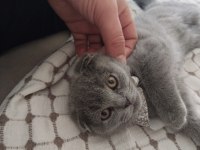 Acil yuva scottish fold kedimize