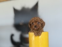 Red brown poodle yavrularımız