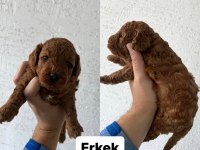 Ev ortamında büyüyen yavrular ırk ve sağlık garantili poodle