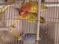 Sarı kırmızı çift papağanımız ve yavru forpus mavi özel