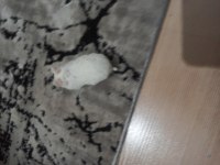 Beyaz Gonzales hamster