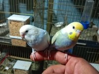 El beslemesi rainbow japones yavru muhabbet kuşları