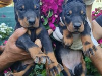 S400 FÜZESİ DOBERMAN PANTERLER