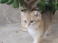 Golden 3 Aylık Erkek Yavru Kedim