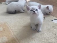 British shorthair kardeşler