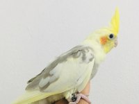 Yeme düşmüş kuşlarım