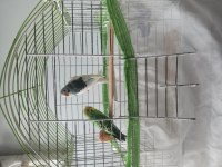 Takım Olarak Kafesle Beraber Verilecek Muhabbet Kuşlar