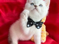 55 günlük erkek british shorthair yavrular