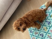 Poodle ve Terrier kırması