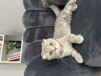 Scottish fold