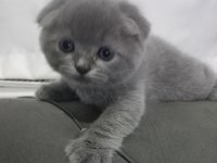 Scottish fold yavrumuz yuva arıyor