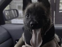 Belçika Kurdu Köpeği