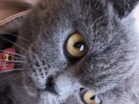 British shorthair 10 aylık