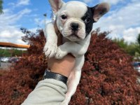 FRANSIZ BULLDOG BEBEKLER