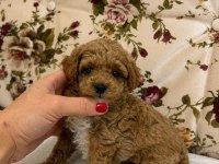 Maltipoo Dişi Biblo Yavrumuz
