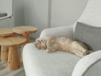 British shorthair 2 yaşında erkek