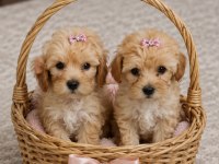 Poodle Ozellıklerıne Sahip