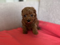 OYUNCAK BOY ORJİNAL KORE KAN TOY POODLE DIŞI YAVRULARIMIZ