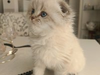 SAFKAN BRİTİSH LONGHAİR ERKEK