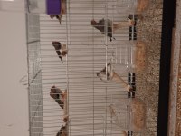 7 takım zebra ispinozu ve 2 yavruları