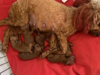 Toy poodle bebeklerimiz ev ortamında büyüyor