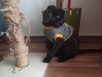 Ücretsiz Sahiplendirme 2 Yaşında Scottish Fold