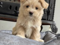 Eğitilebilir Toy Poodle Yavruları ile Evinize Neşe Katın