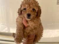 Irk Ve Sağlık Garantili Maltipoo Beybi