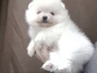 Pomeranian Boo Ciddi Düşünenlere