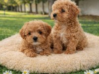 Müthiş Rakamlara Gerçek Maltipoo Yavrular