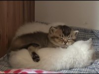Minik scottish fold kaplanlar