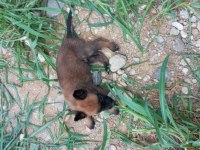Belçika kurt köpeği