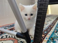 British shorthair Kahramanmaraş ve çevresi