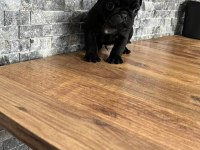 Pug Mops Yavrular Irk Sağlık Garantili