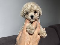 Apricot renk teacup poodle yavrular