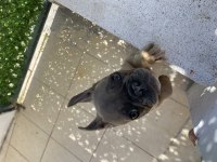 4 Aylık French Bulldog