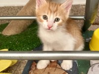 Sarman Ücretsiz Sahiplendirme